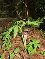 Image of Arisaema thunbergii subsp. urashima (H. Hara) H. Ohashi & J. Murata