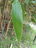 Image de Indocalamus tessellatus (Munro) Keng fil.