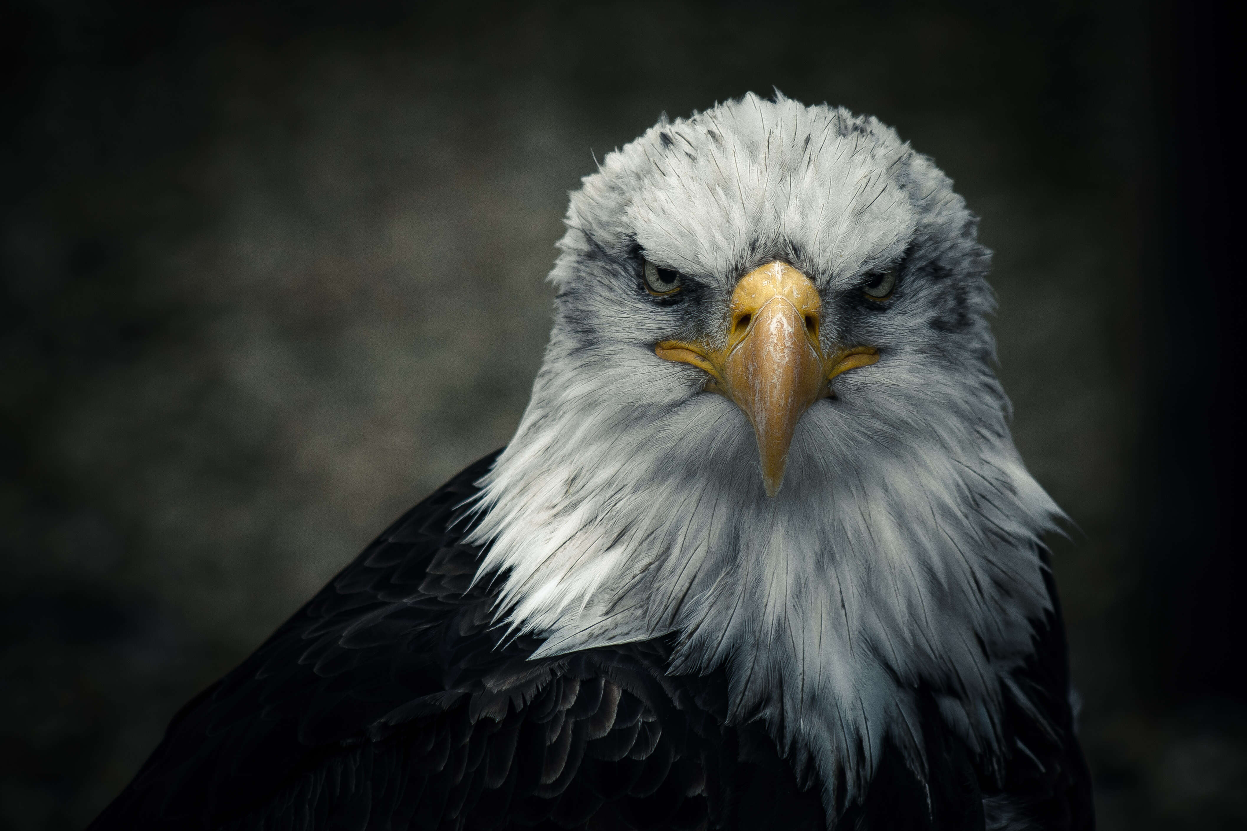 Image of Bald Eagle