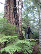 Image of <i>Pseudotsuga <i>menziesii</i></i> menziesii