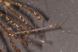 Image of Japanese skeleton shrimp