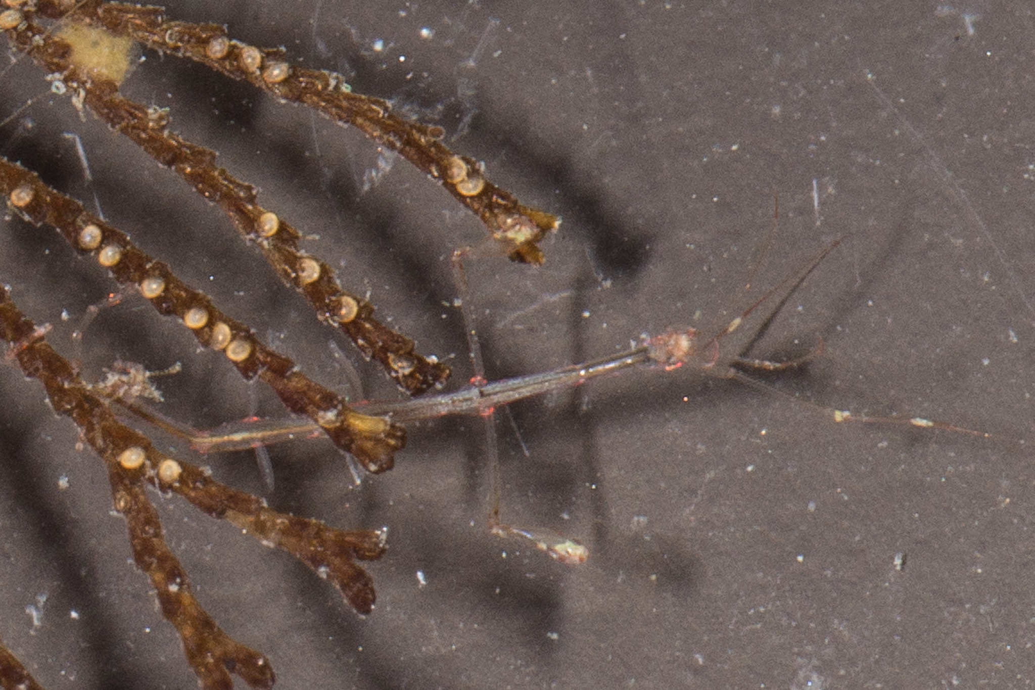 Image of Japanese skeleton shrimp