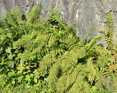 Image of Lady-fern