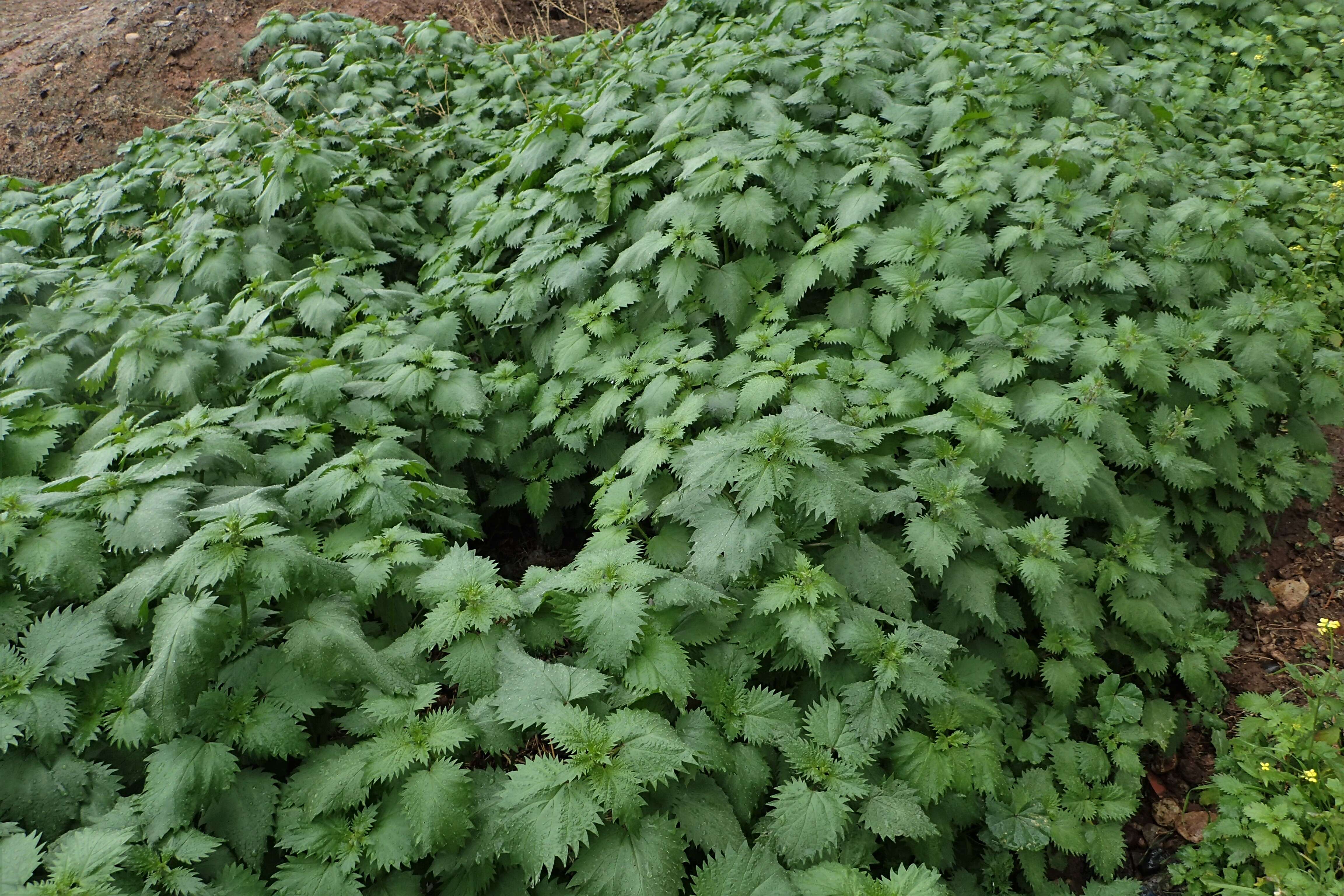 Image de Urtica membranacea Poir.