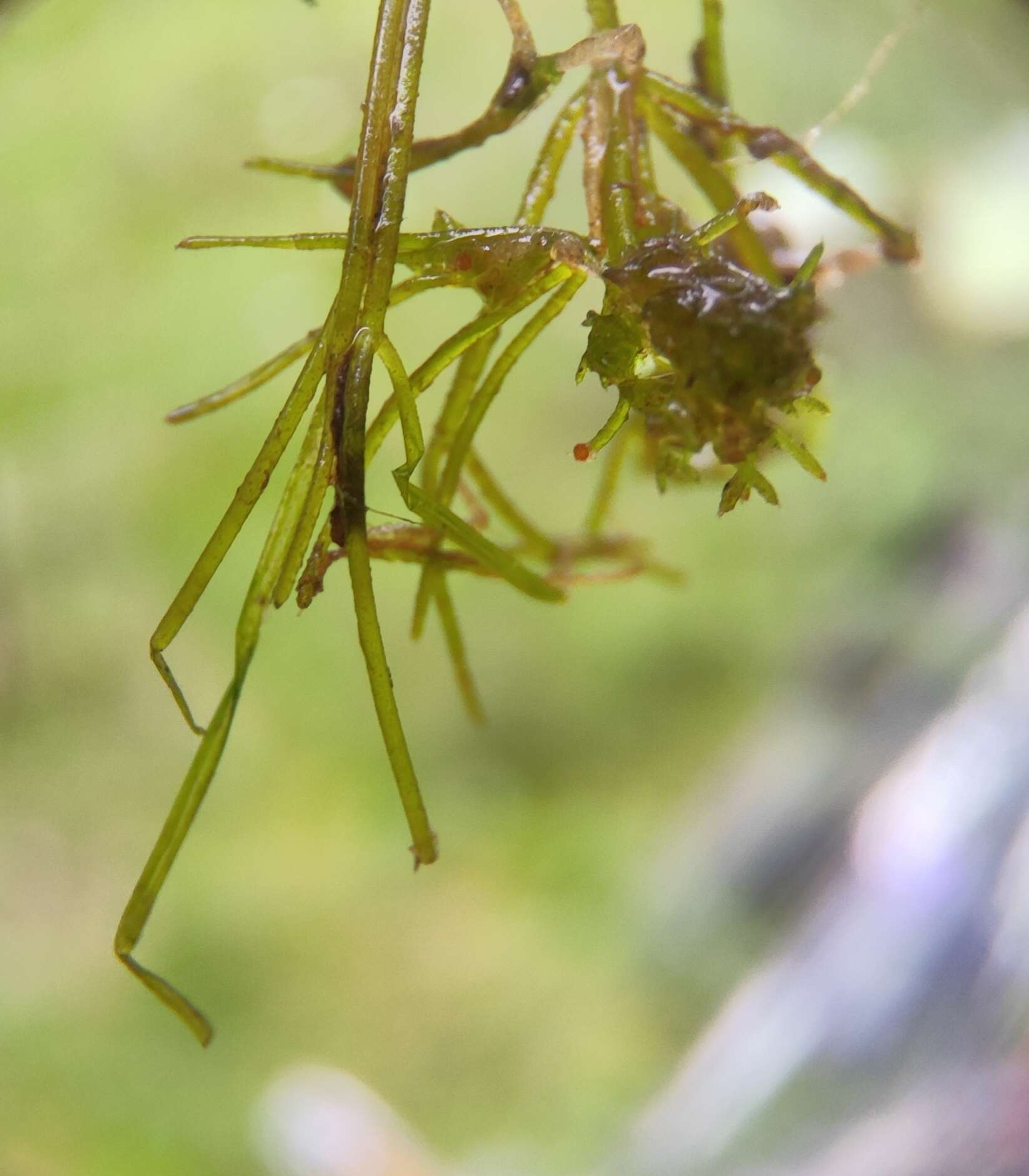 Imagem de Nitella mucronata