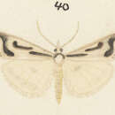 Image of Scoparia clavata Philpott 1912