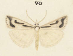 Image of Scoparia clavata Philpott 1912