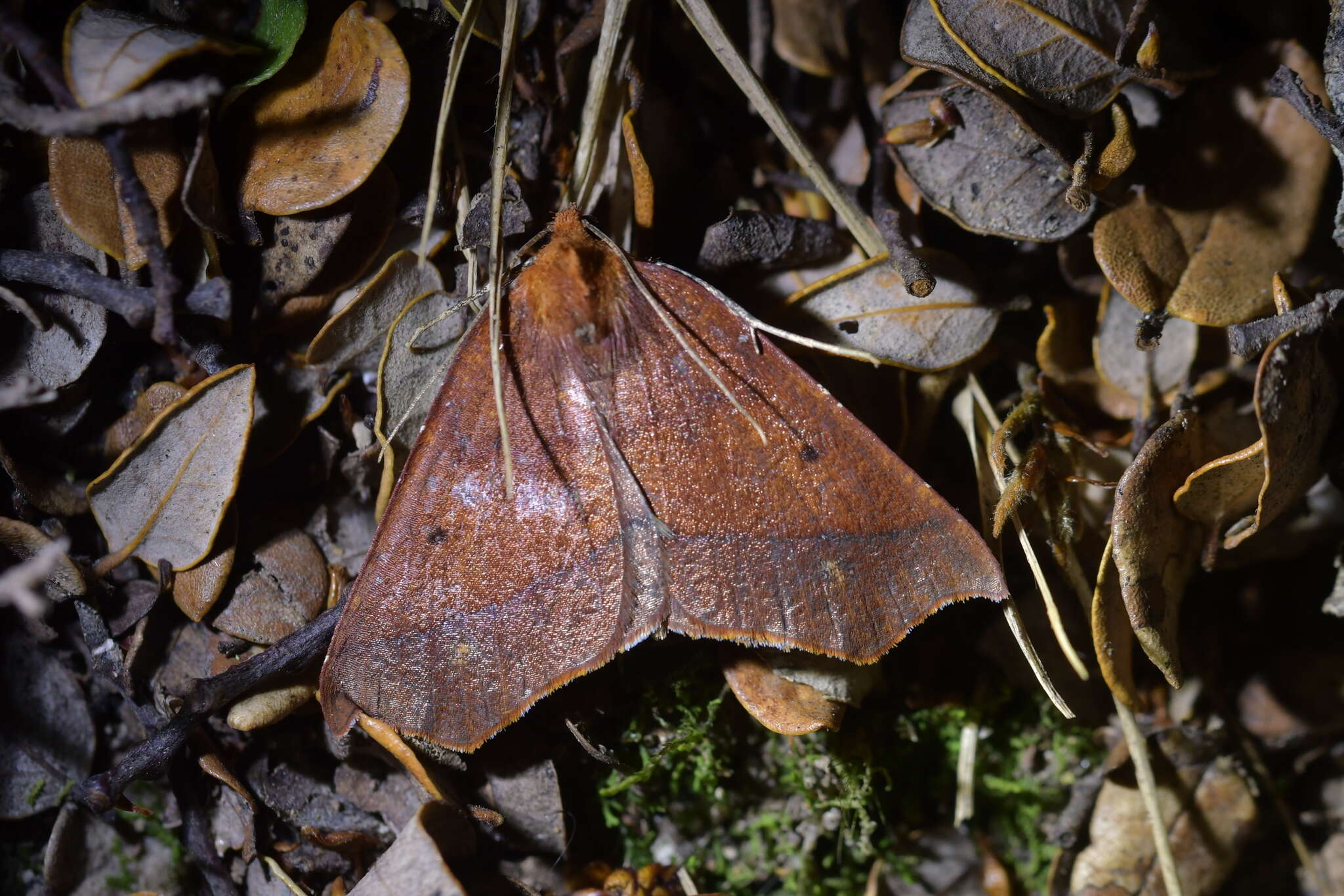 Image of Ischalis nelsonaria Felder 1873