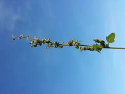 Image of Grey Goosefoot