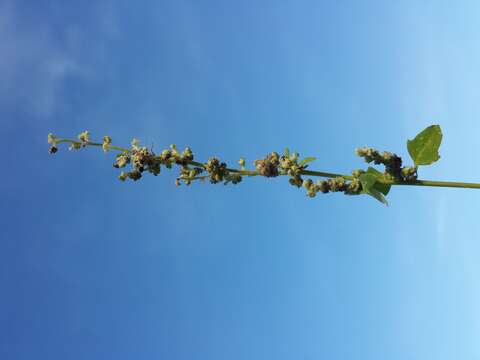 Plancia ëd Chenopodium opulifolium Schrader