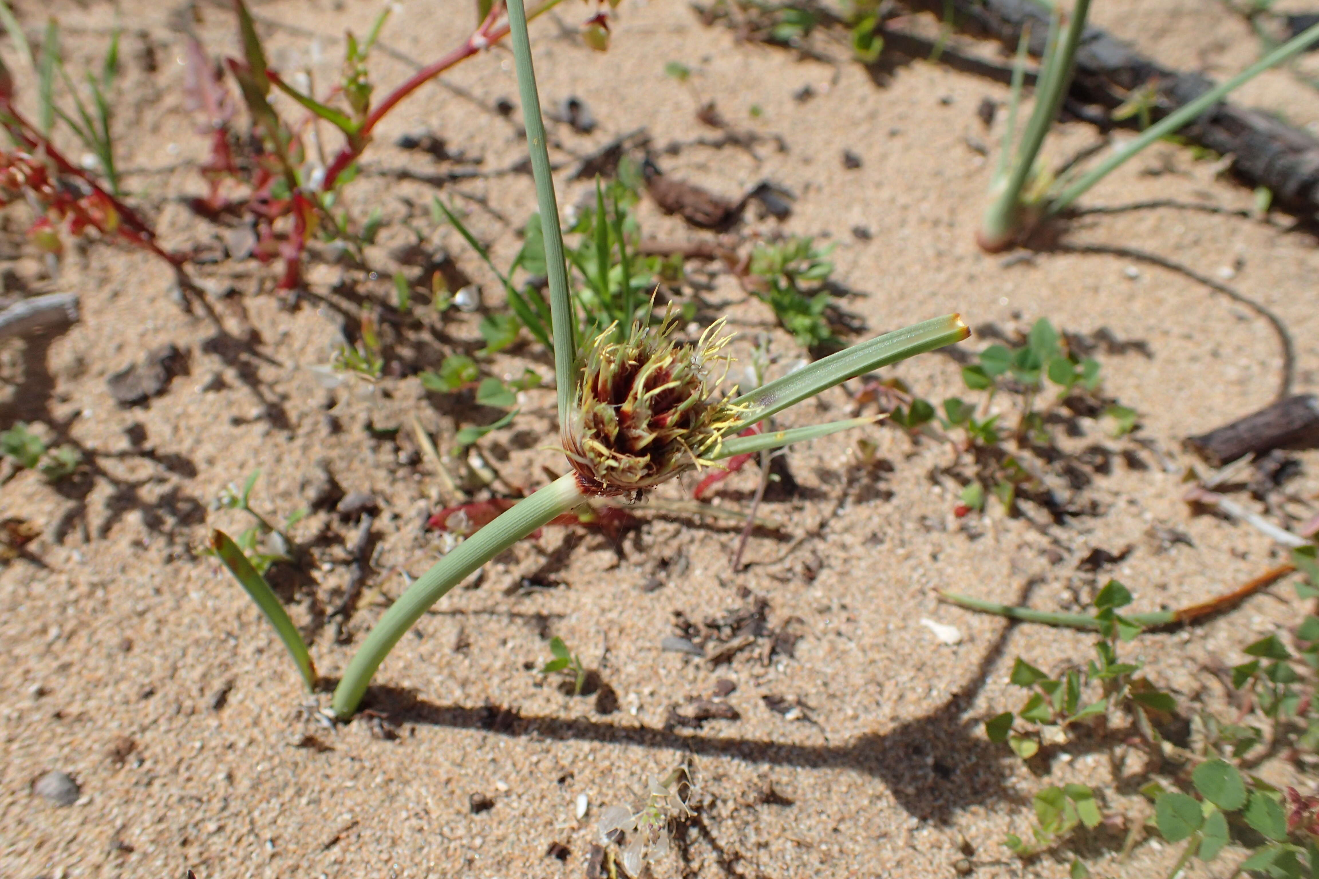 Image de Cyperus capitatus Vand.