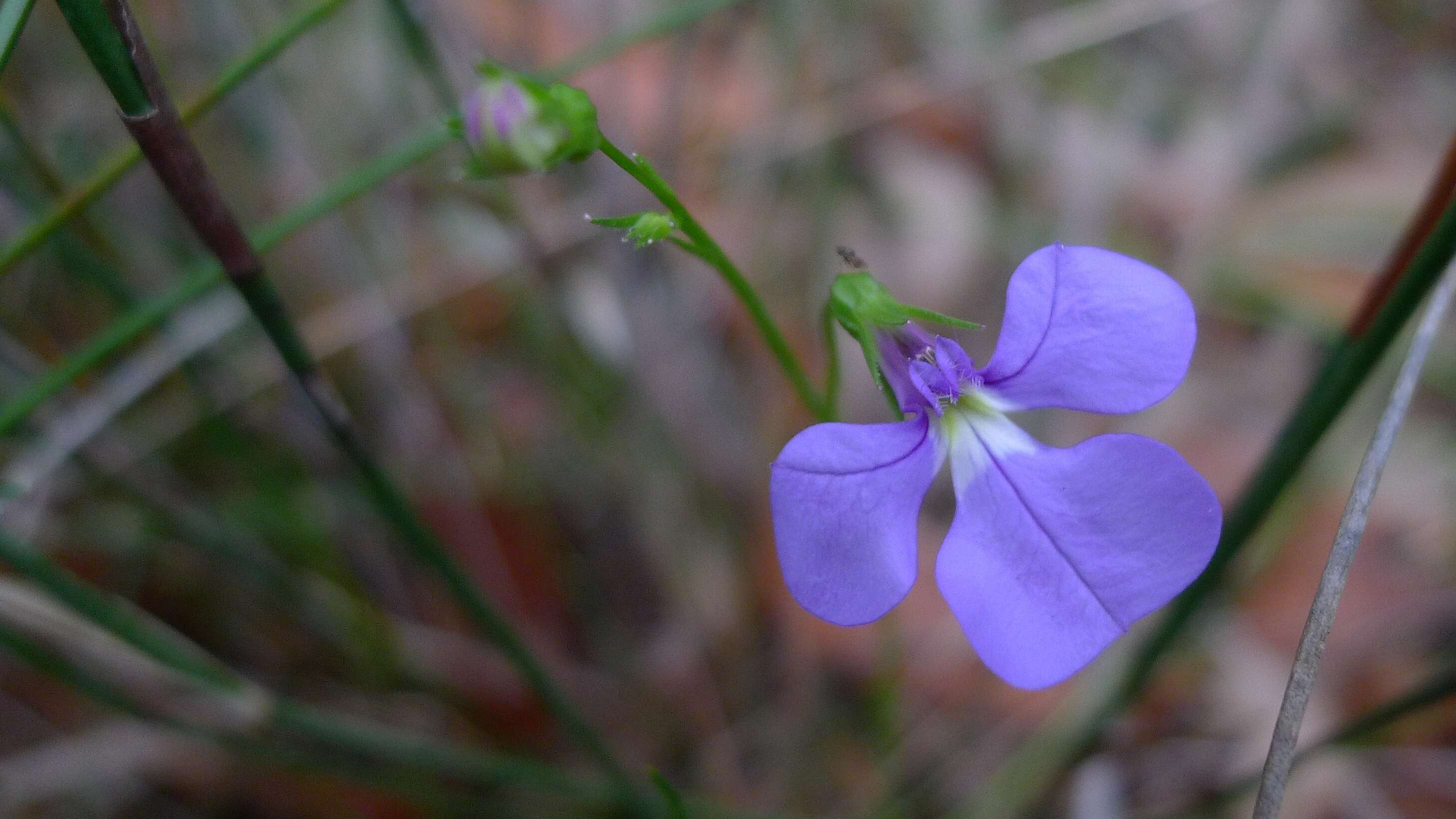 Image de Lobelia andrewsii Lammers