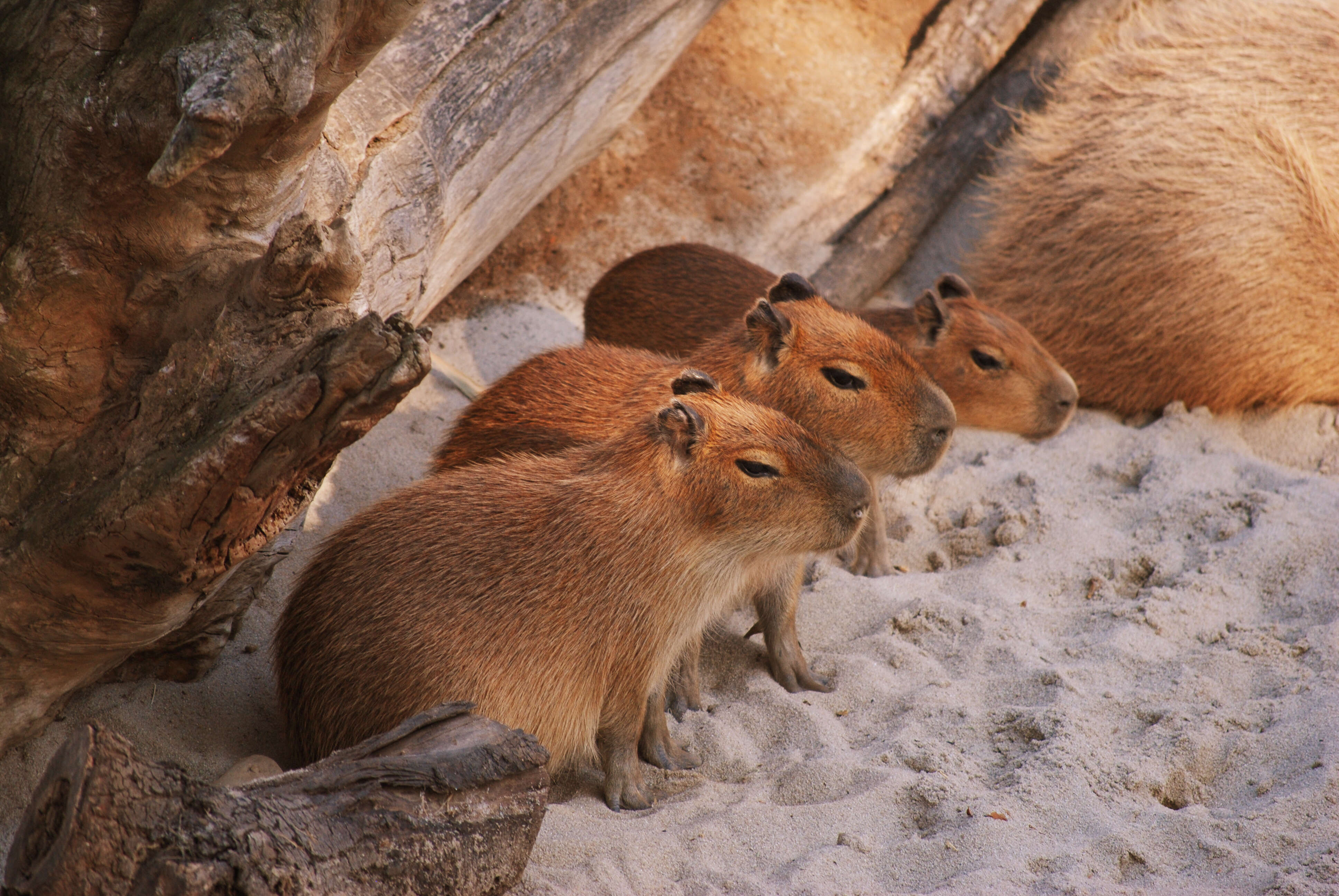 Image of Capybaras