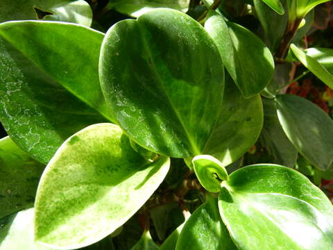 Image of spoonleaf peperomia