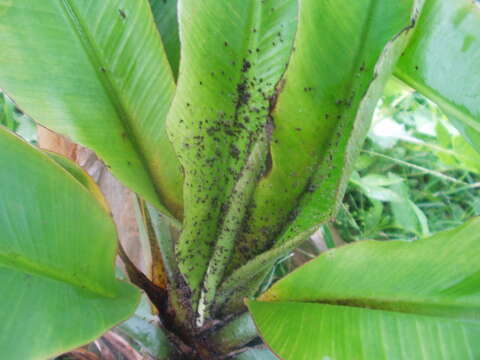 Image of Banana aphid