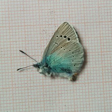 Image of Green-underside Blue