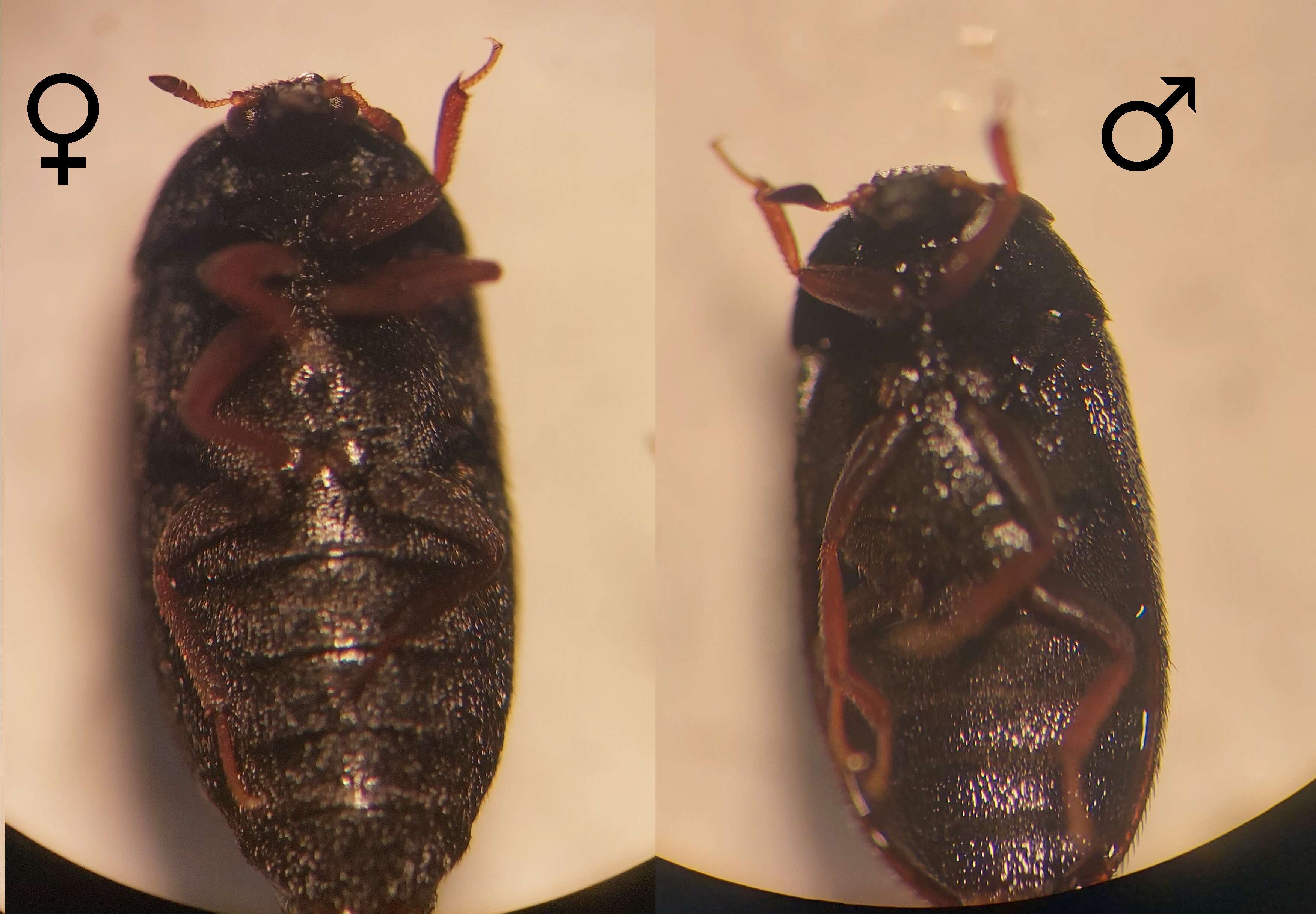 Image of Black carpet beetle