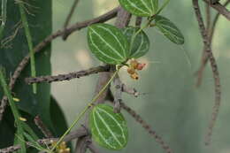 Image of Watermelon dischidia