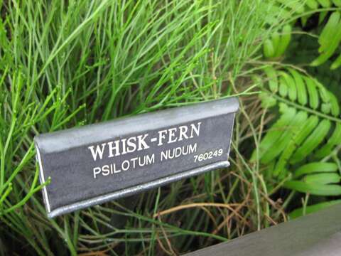 Image of whisk fern