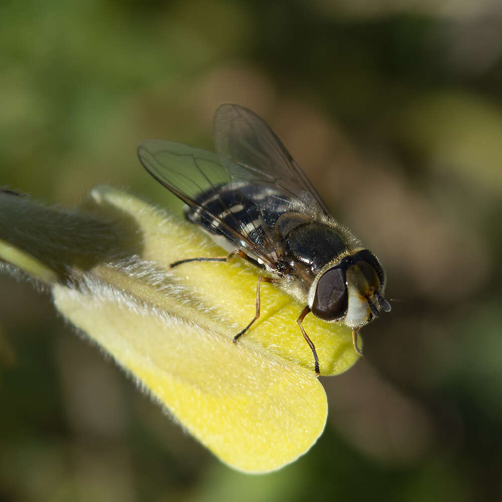 Image of Scaeva pyrastri (Linnaeus 1758)