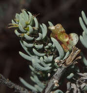 Image of Three-wing Bluebush