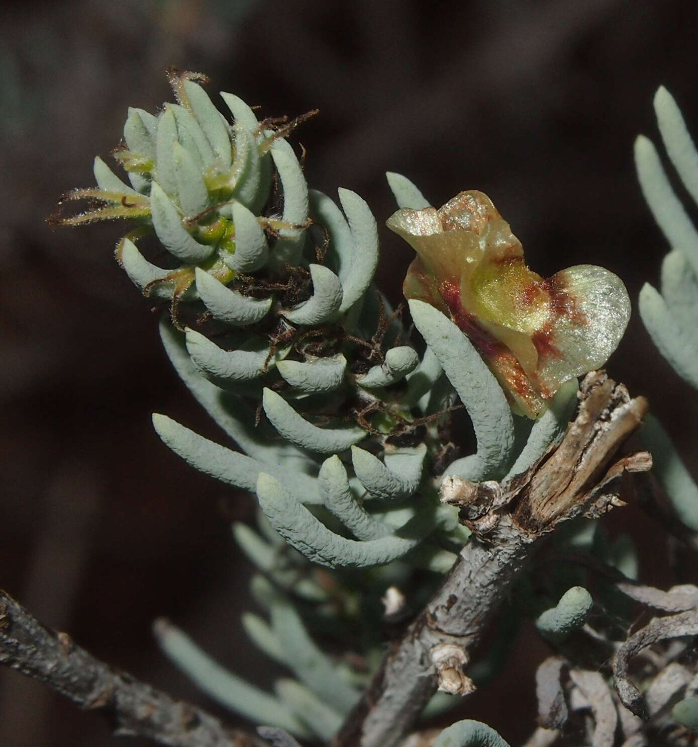 Image of Three-wing Bluebush