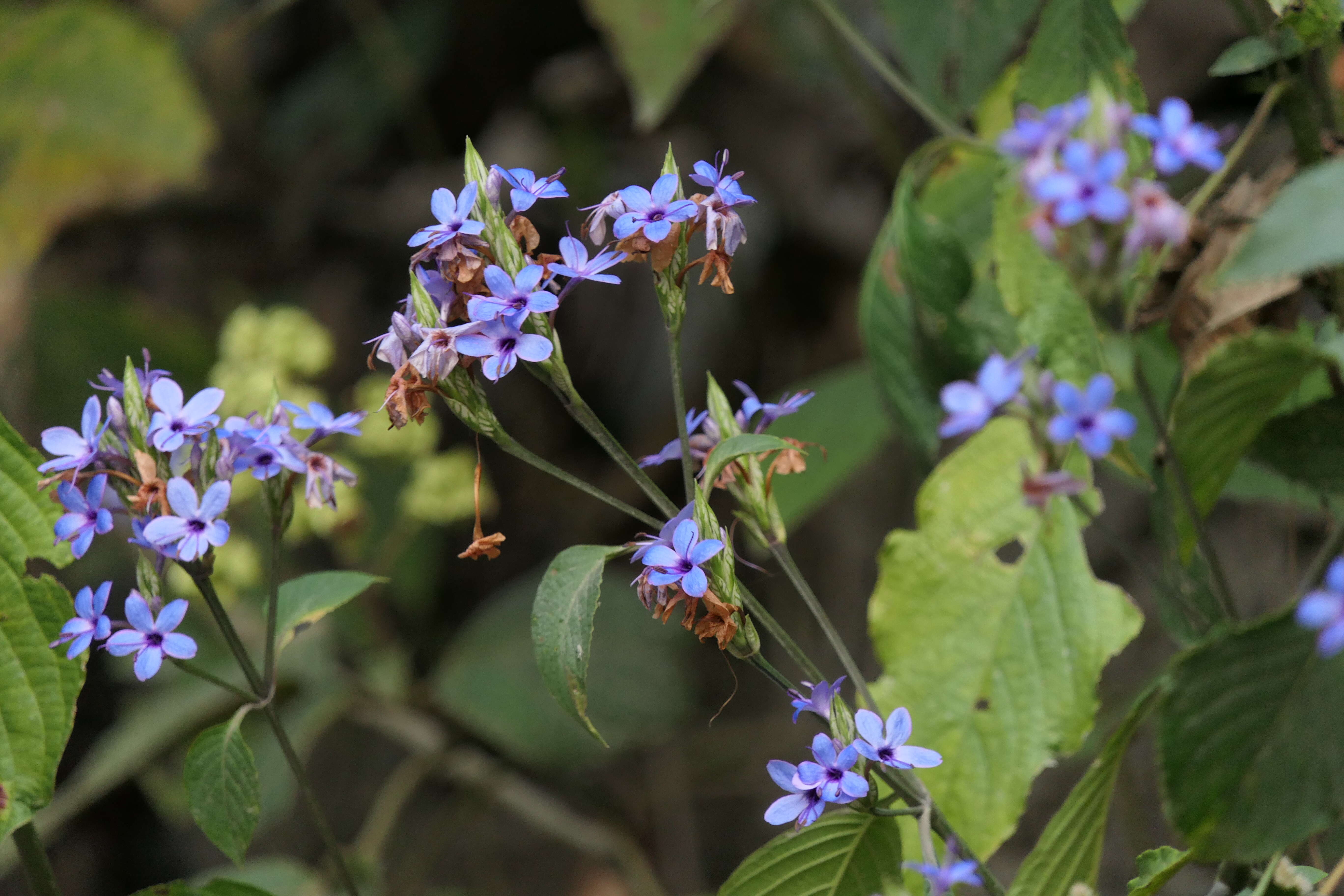 Image de Eranthemum pulchellum Andr.