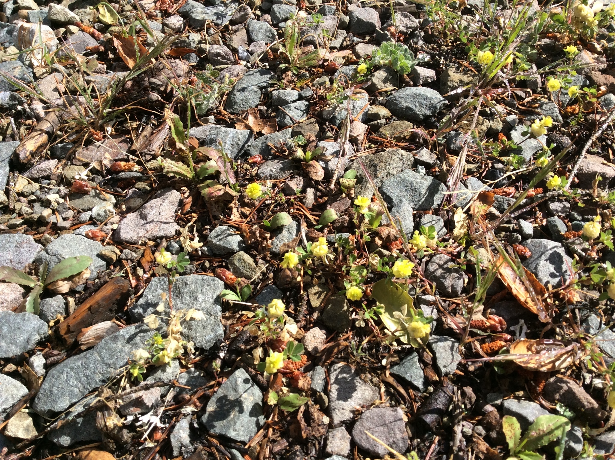 Image of <i>Trifolium campestre</i>