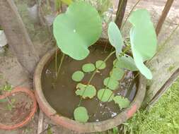 Image of waterlilies