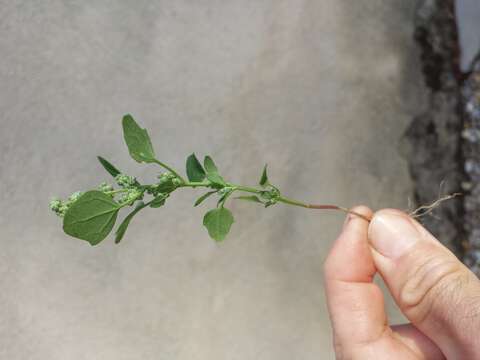 Image of Grey Goosefoot