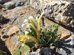 Image of Babiana cinnamomea J. C. Manning & Goldblatt