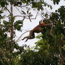 Image of proboscis monkey