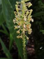 Image de Mycaranthes oblitterata Blume