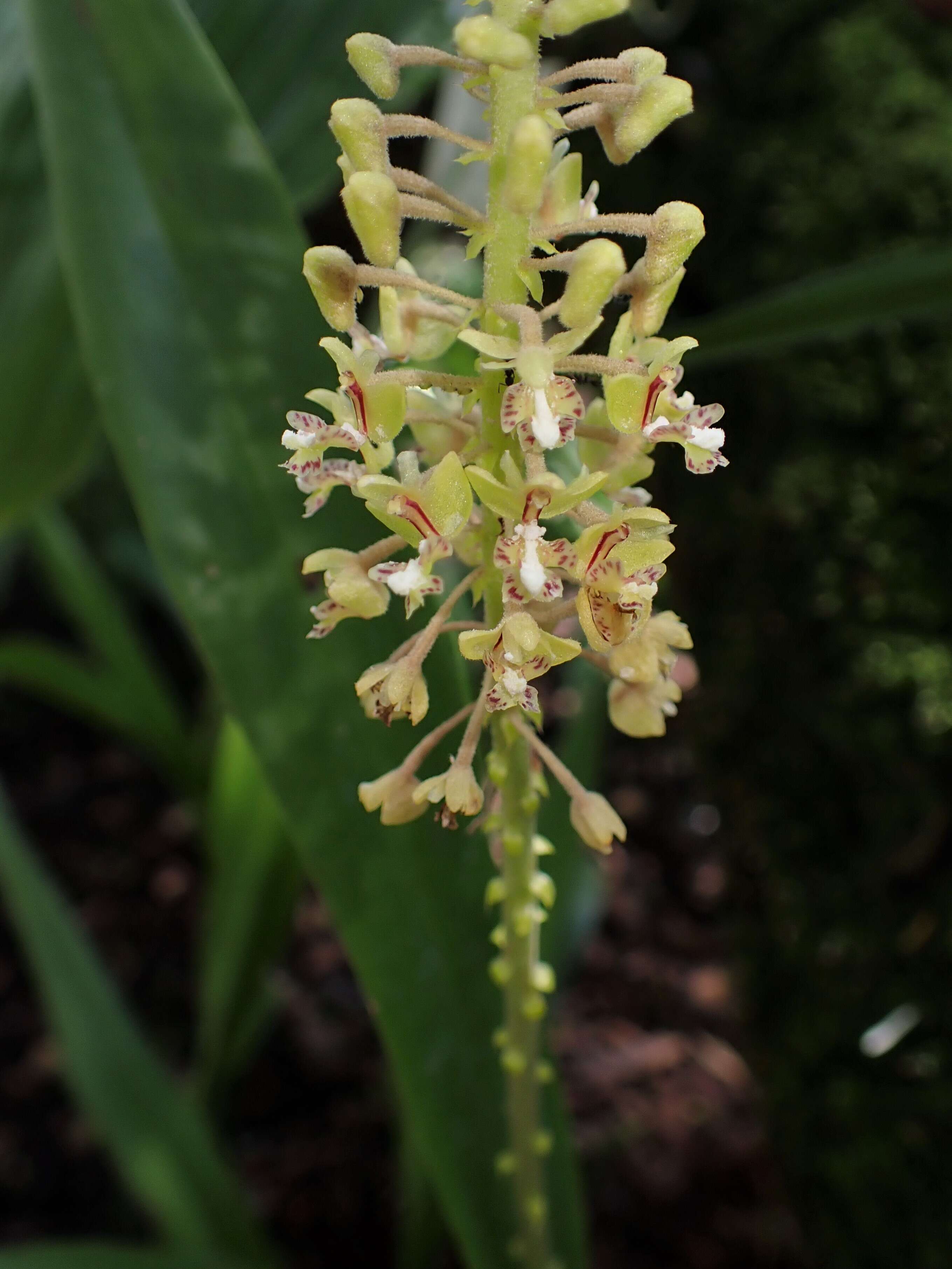 Image de Mycaranthes oblitterata Blume