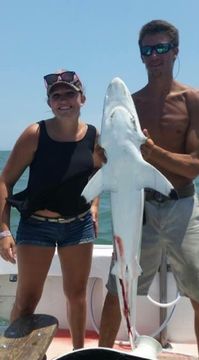 Image of Spinner Shark