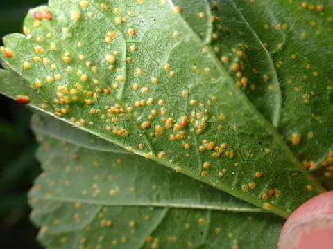 Image of Puccinia malvacearum Bertero ex Mont. 1852