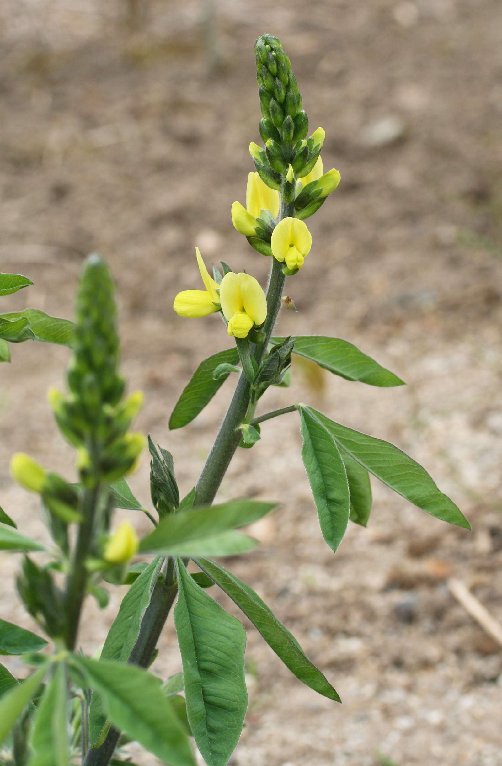Image of Thermopsis lanceolata R. Br.