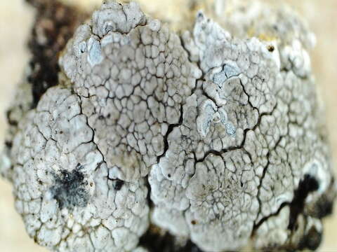 Lecanora rupicola (L.) Zahlbr. resmi