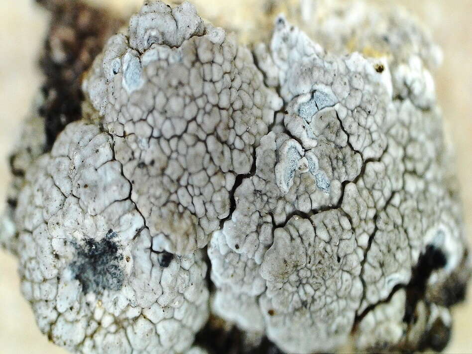 Image of White rim-lichen;   Rim Lichen