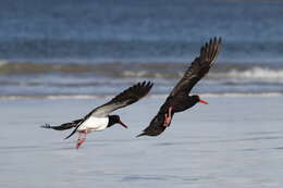 Image of Sooty Oystercatcher