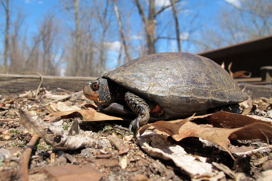 Image of Spotted turtle