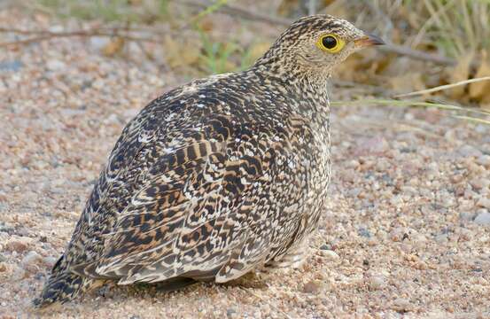 Image of Double-banded Sandgrouse