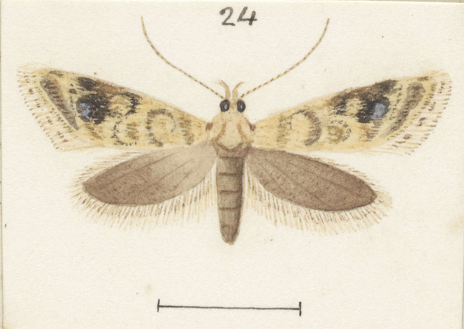 Image of Trachypepla aspidephora Meyrick 1884