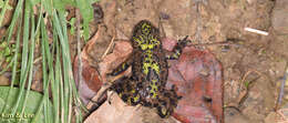 Image of Oriental Bell Toad