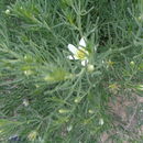 Image of <i>Peganum harmala</i>