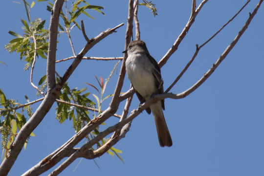 Image of Ash-throated Flycatcher