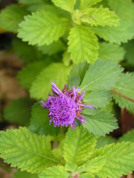 Plancia ëd Centratherum punctatum Cass.