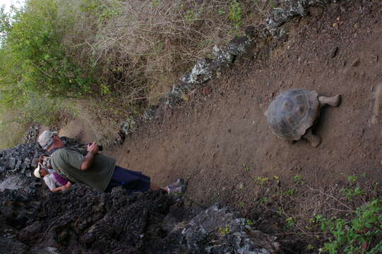 Image of Sierra Negra giant tortoise