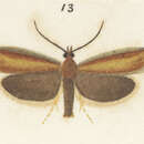 Image of Gelophaula siraea Meyrick 1885