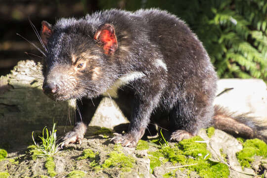 Слика од Sarcophilus F. G. Cuvier 1837